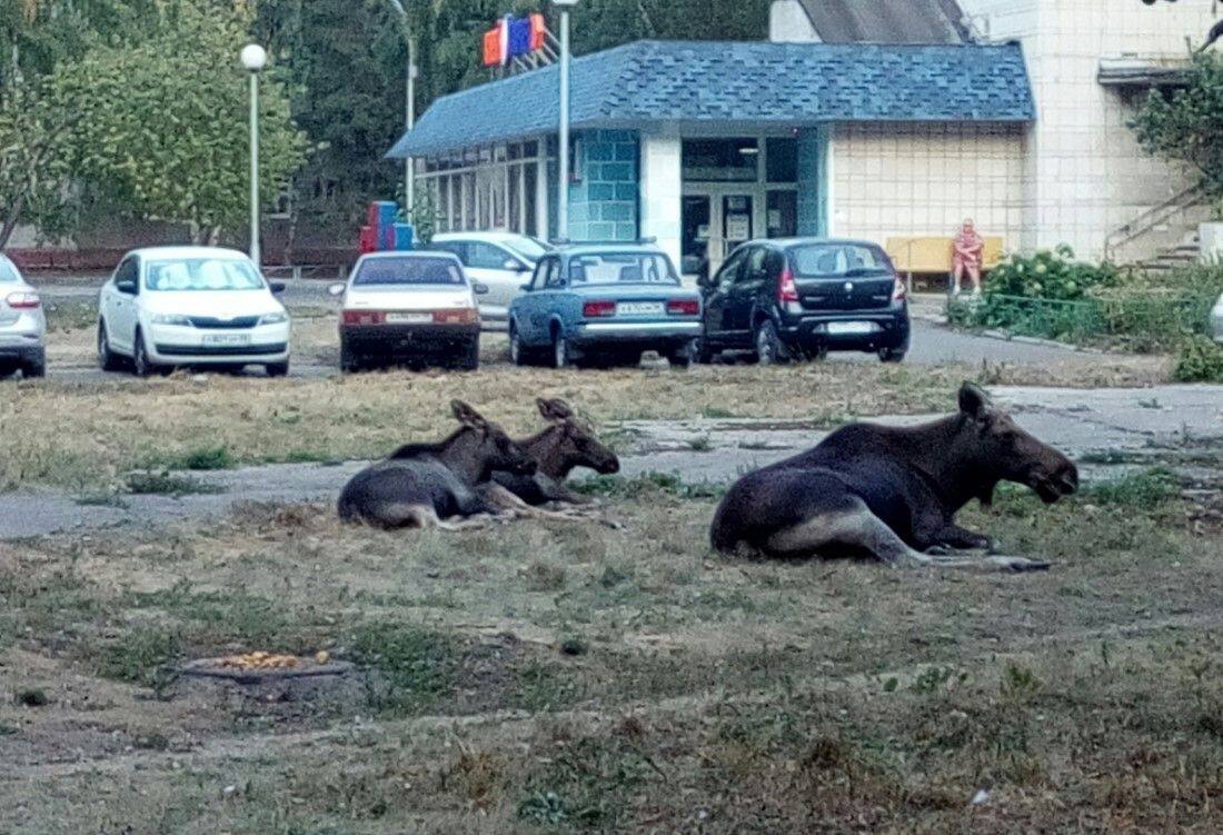 Лоси пришли в город отдохнуть