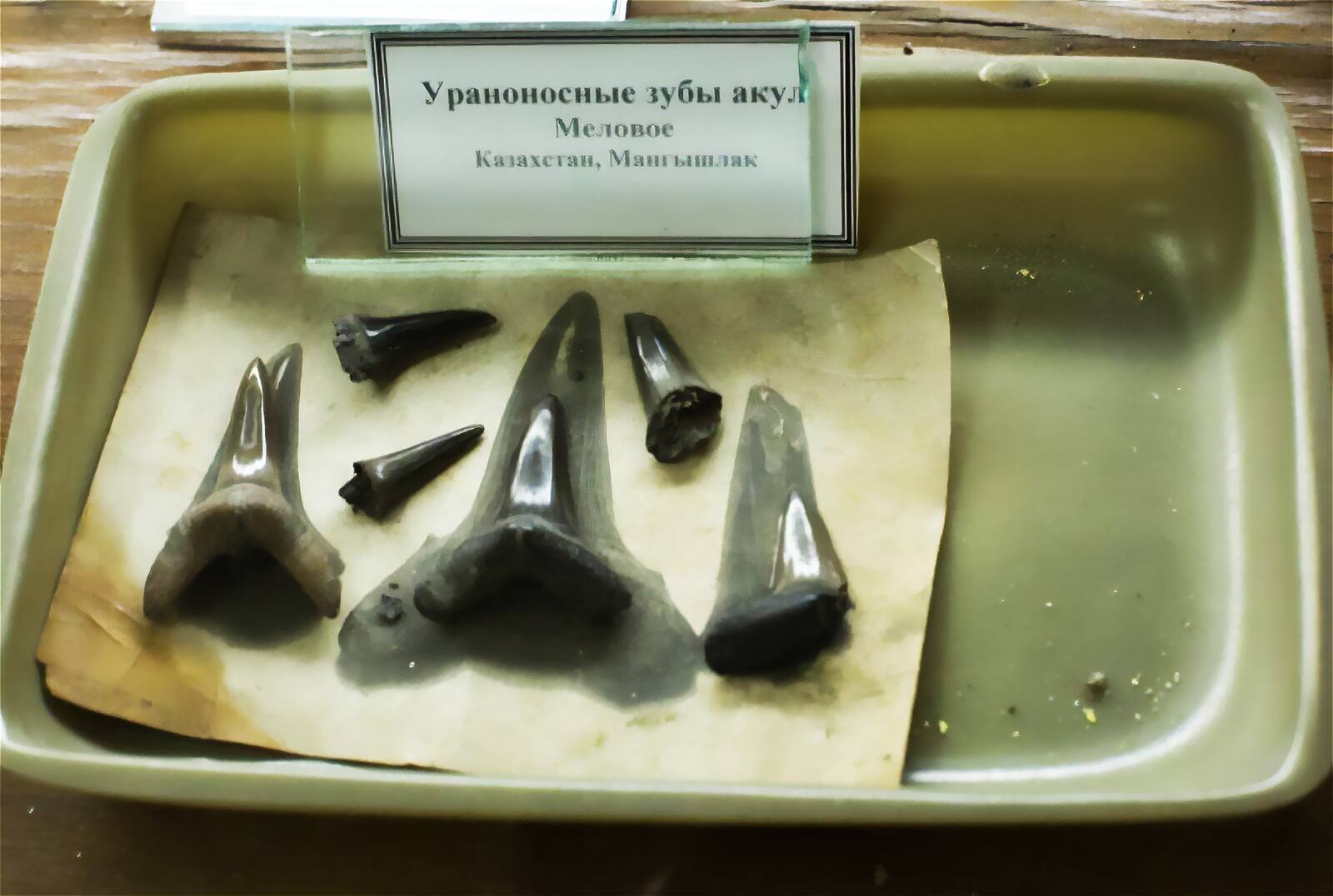 «Ураноносные зубы акул»